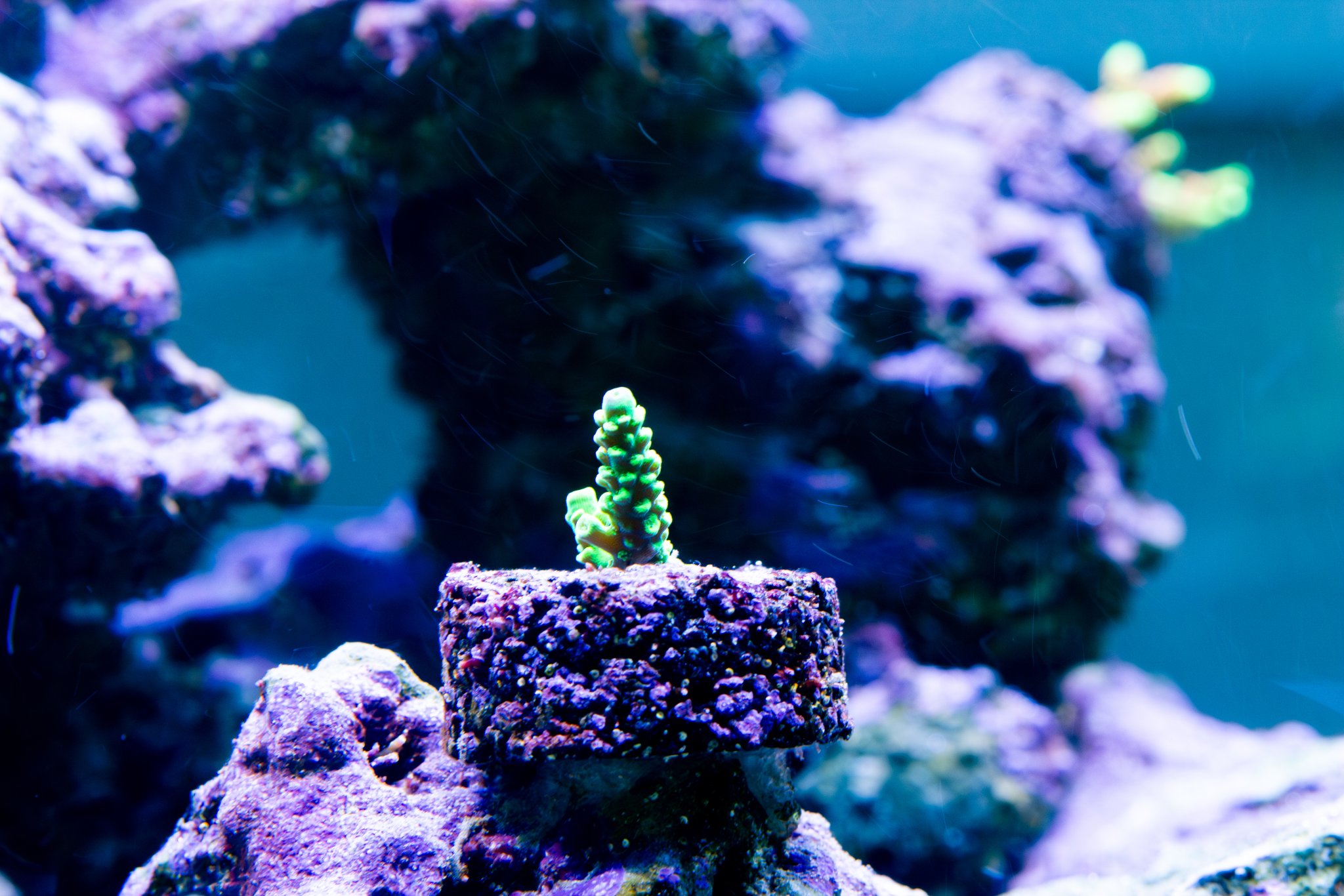 Acropora Walt Disney.jpg