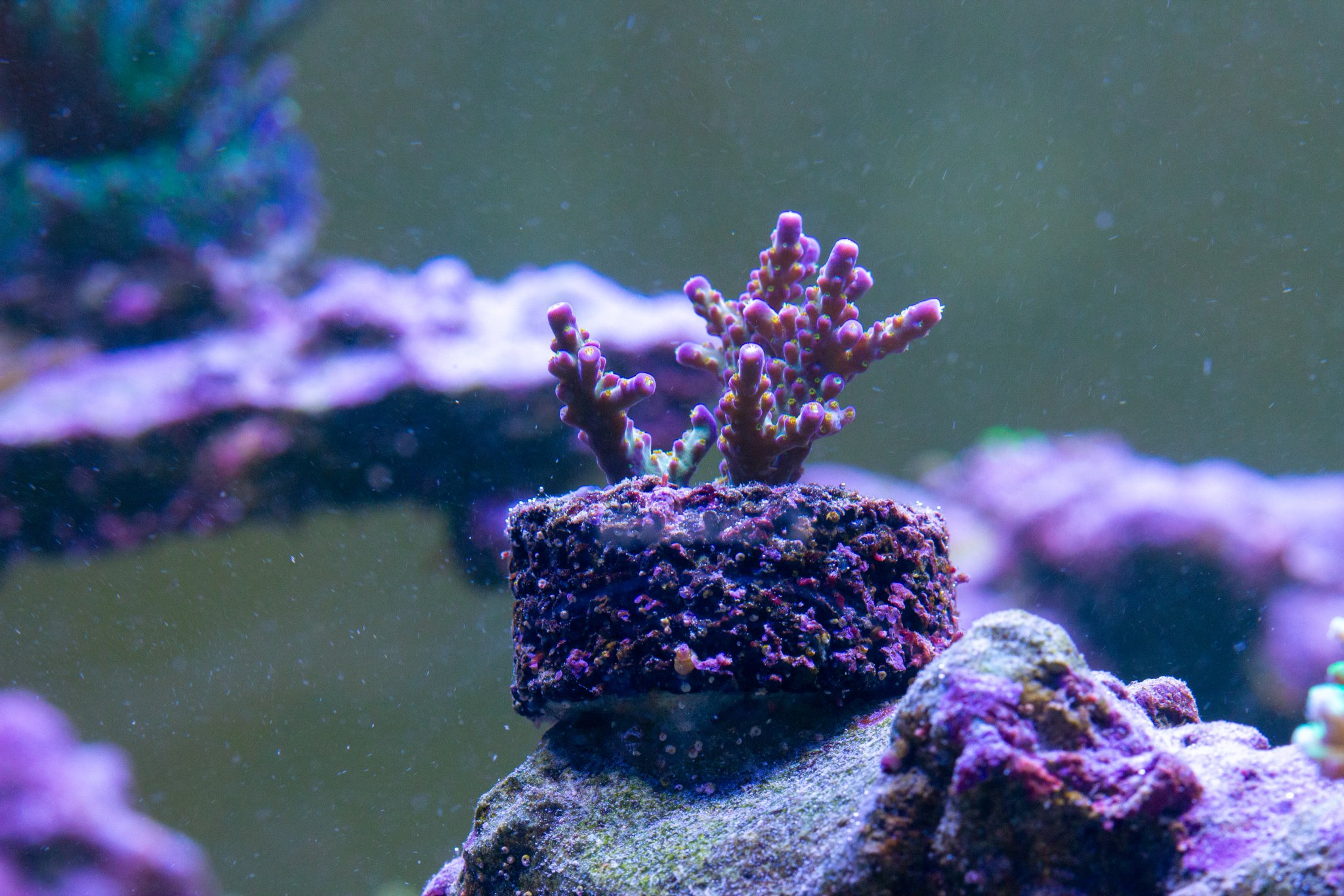 Acropora WWC All Star.jpg