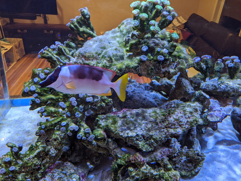 Algae after blackout