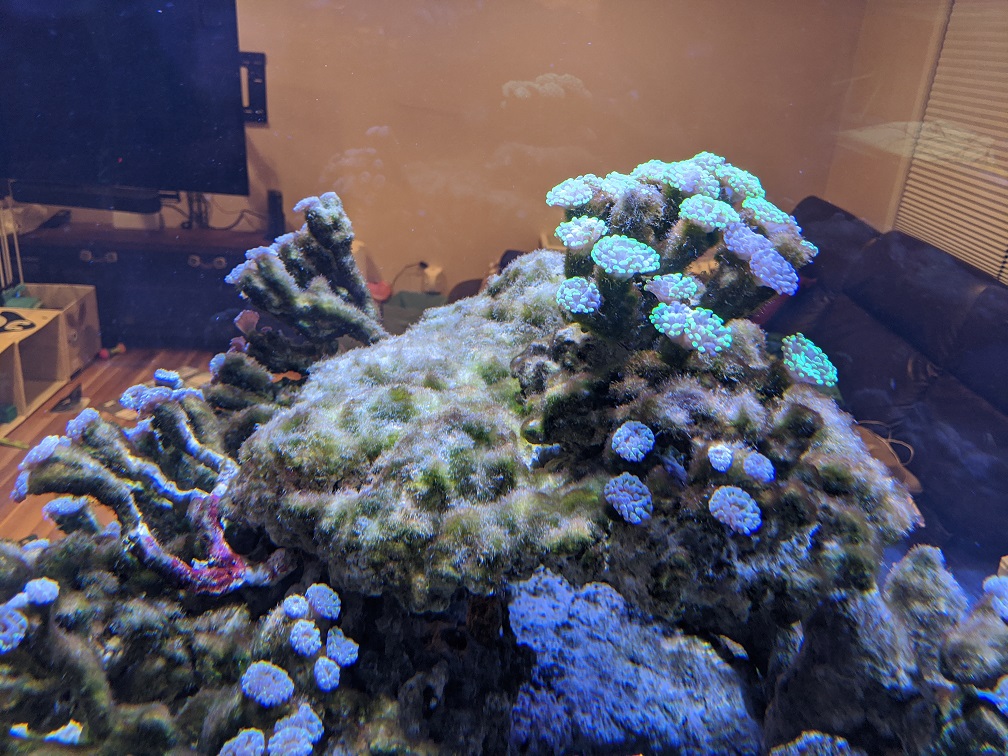 Algae before blackout