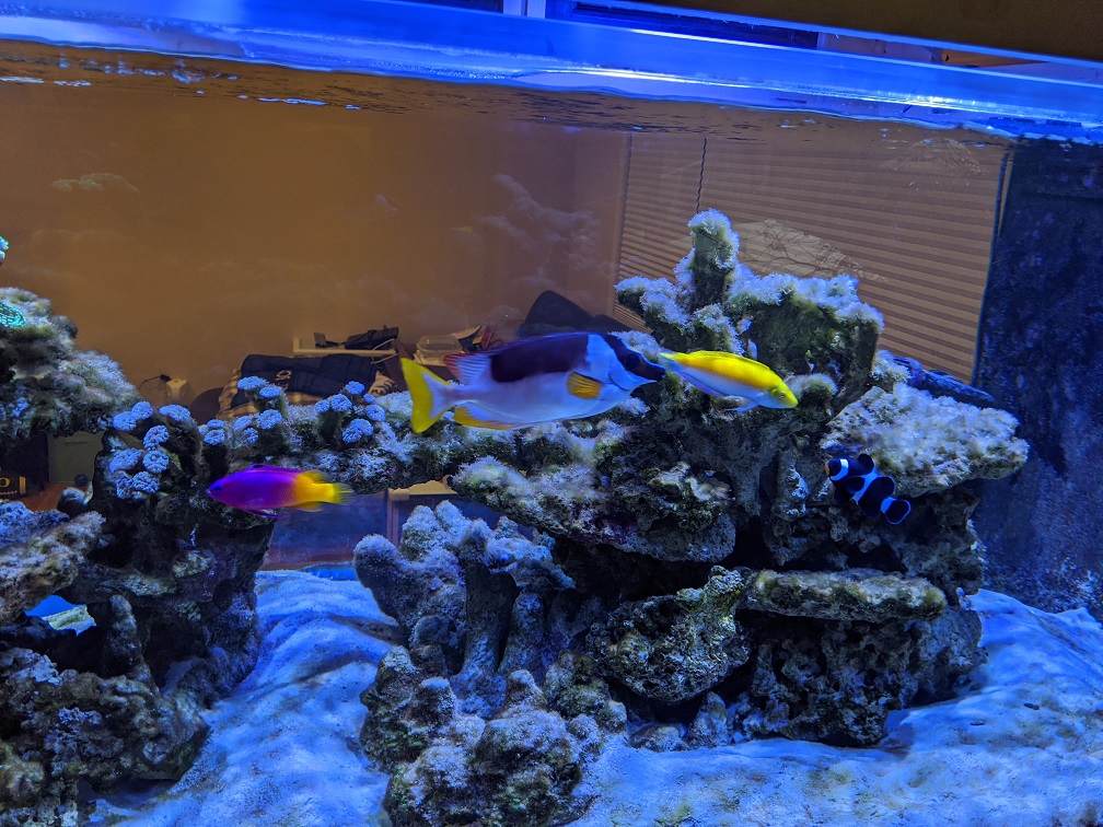 Algae before blackout
