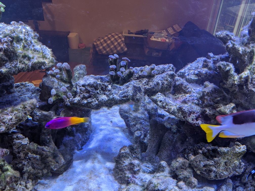 Algae post scrubbing