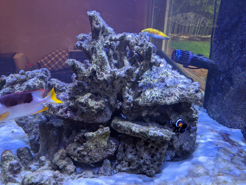Algae post scrubbing