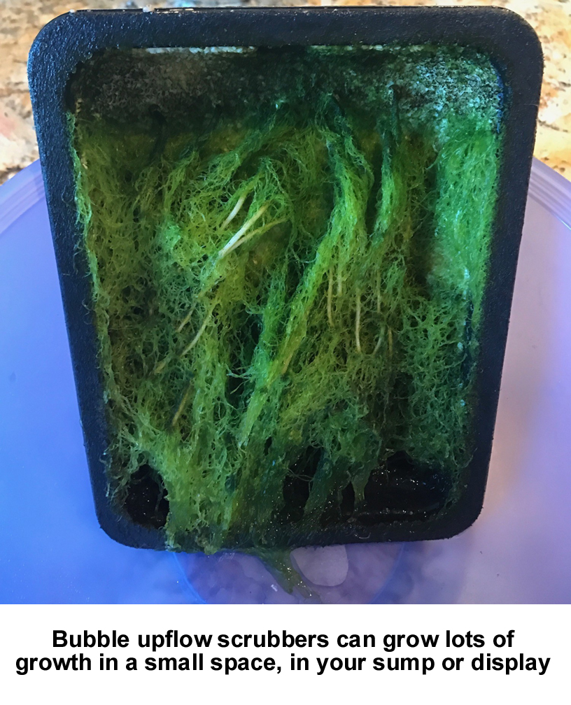 Algae Scrubber 1