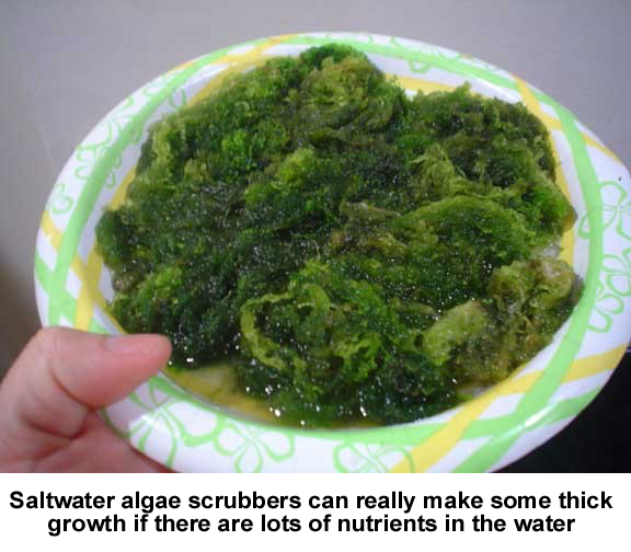 Algae Scrubber 18