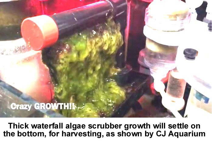 Algae Scrubber 5