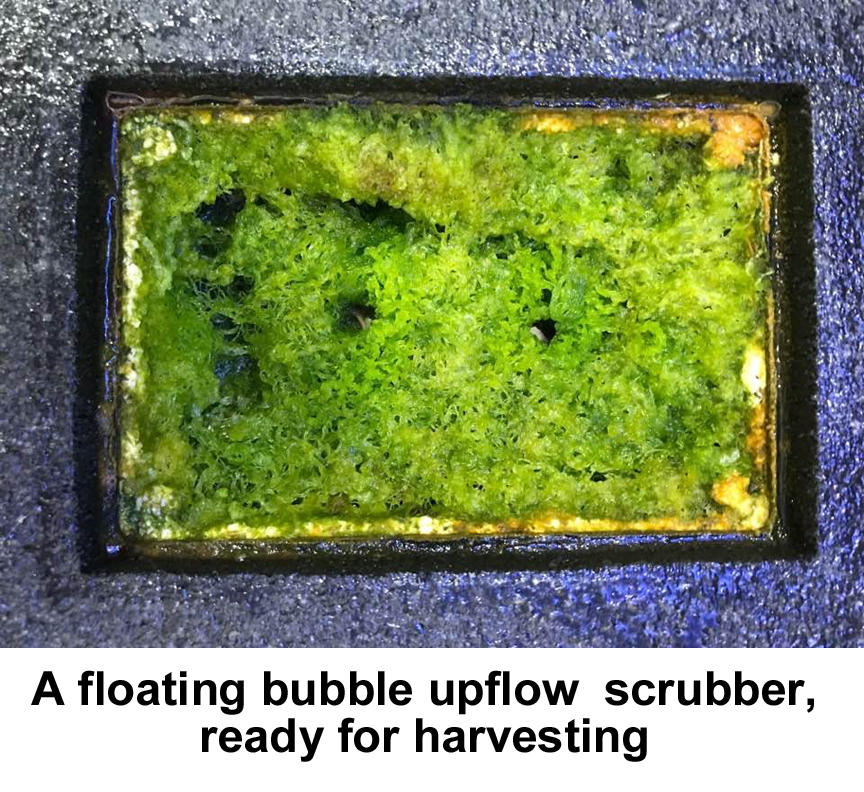 Algae Scrubber 6