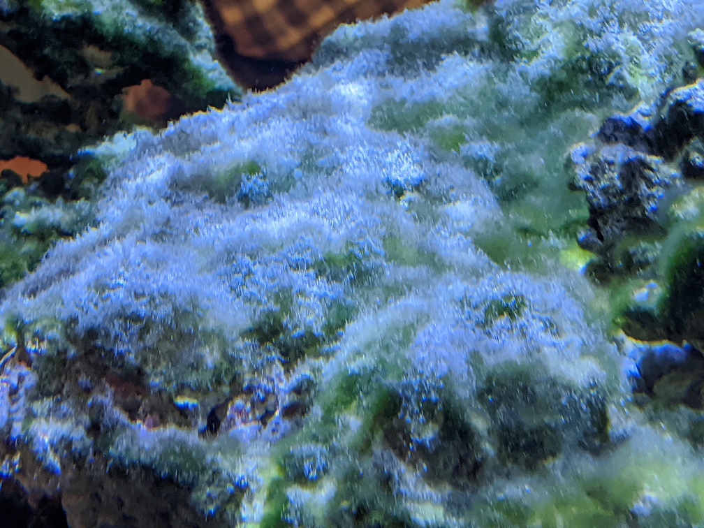 Algae
