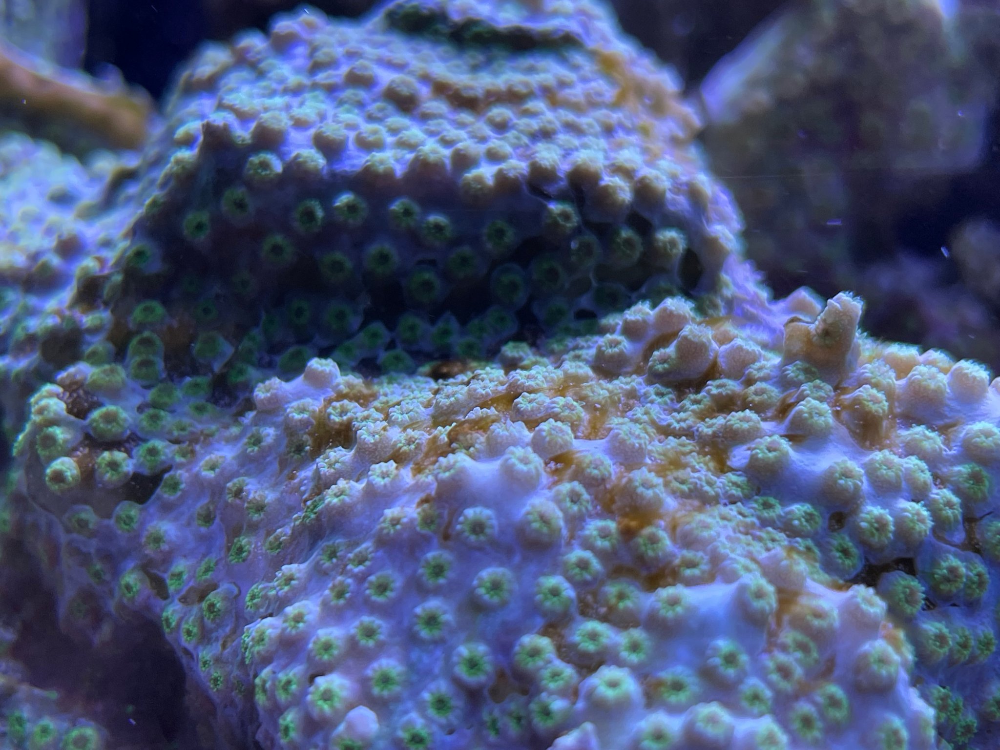 algae4.jpg