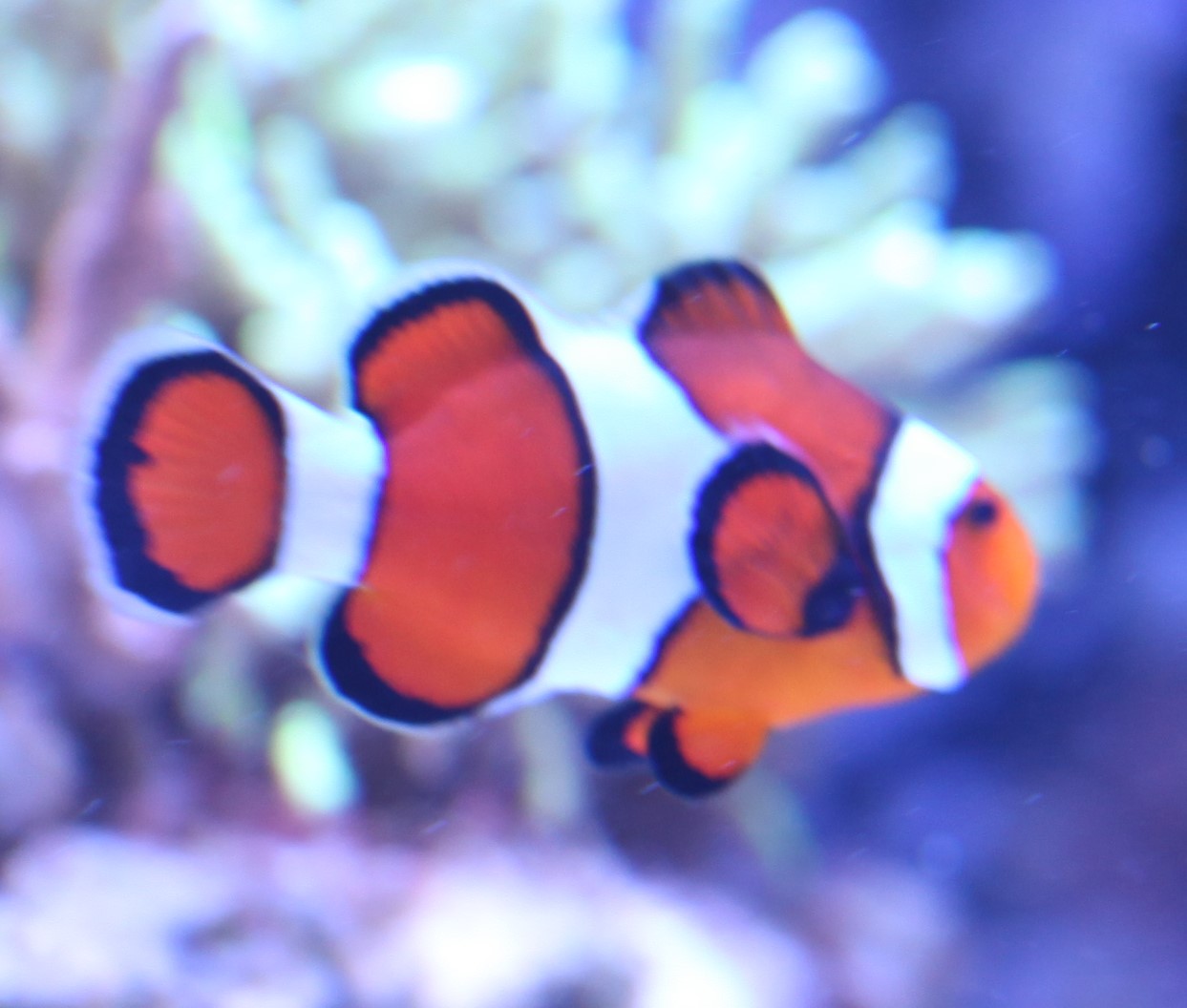 Amphiprion percula 3.jpg