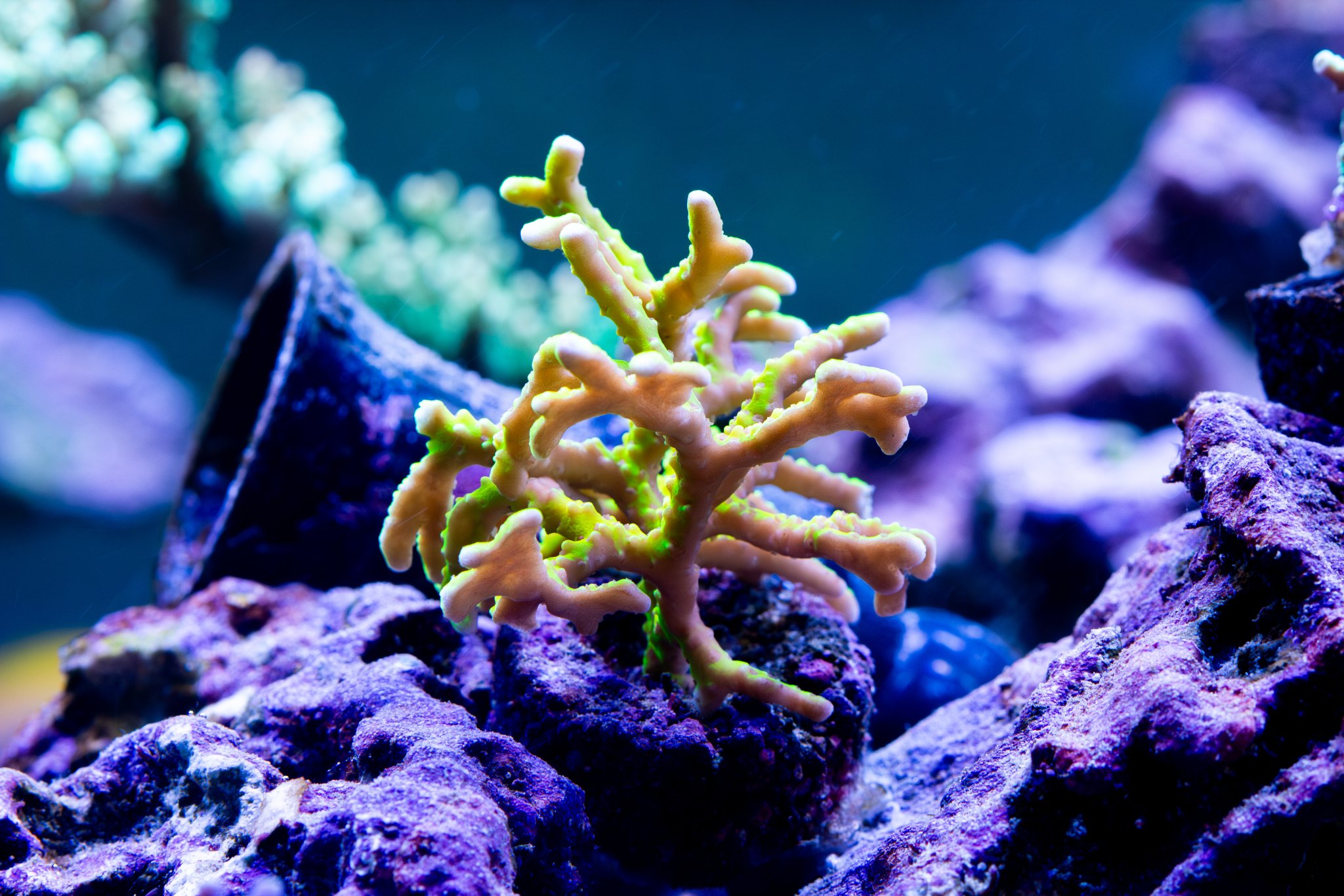 Anacropora Goldenrod.jpg