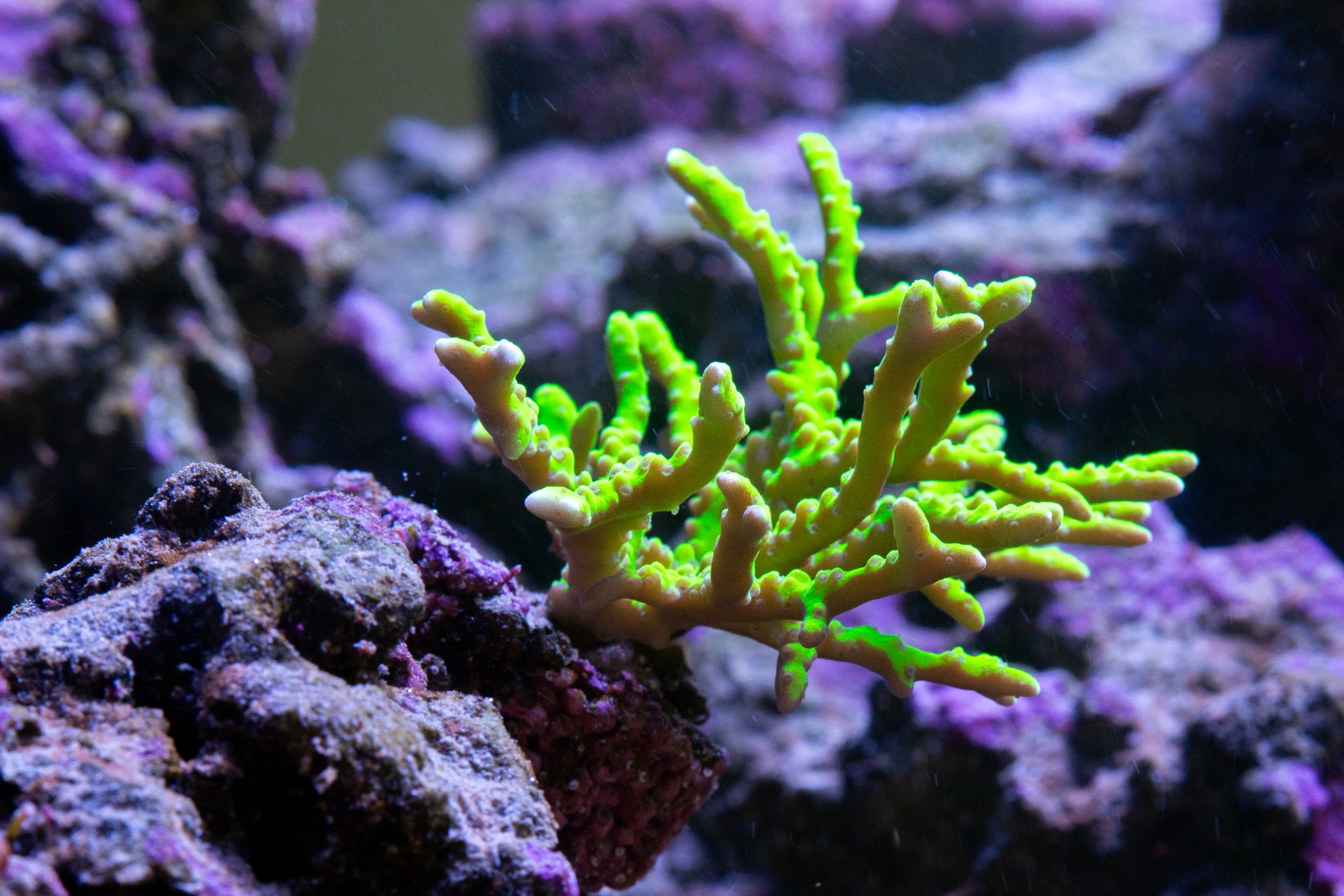 Anacropora Green Goblin.jpg