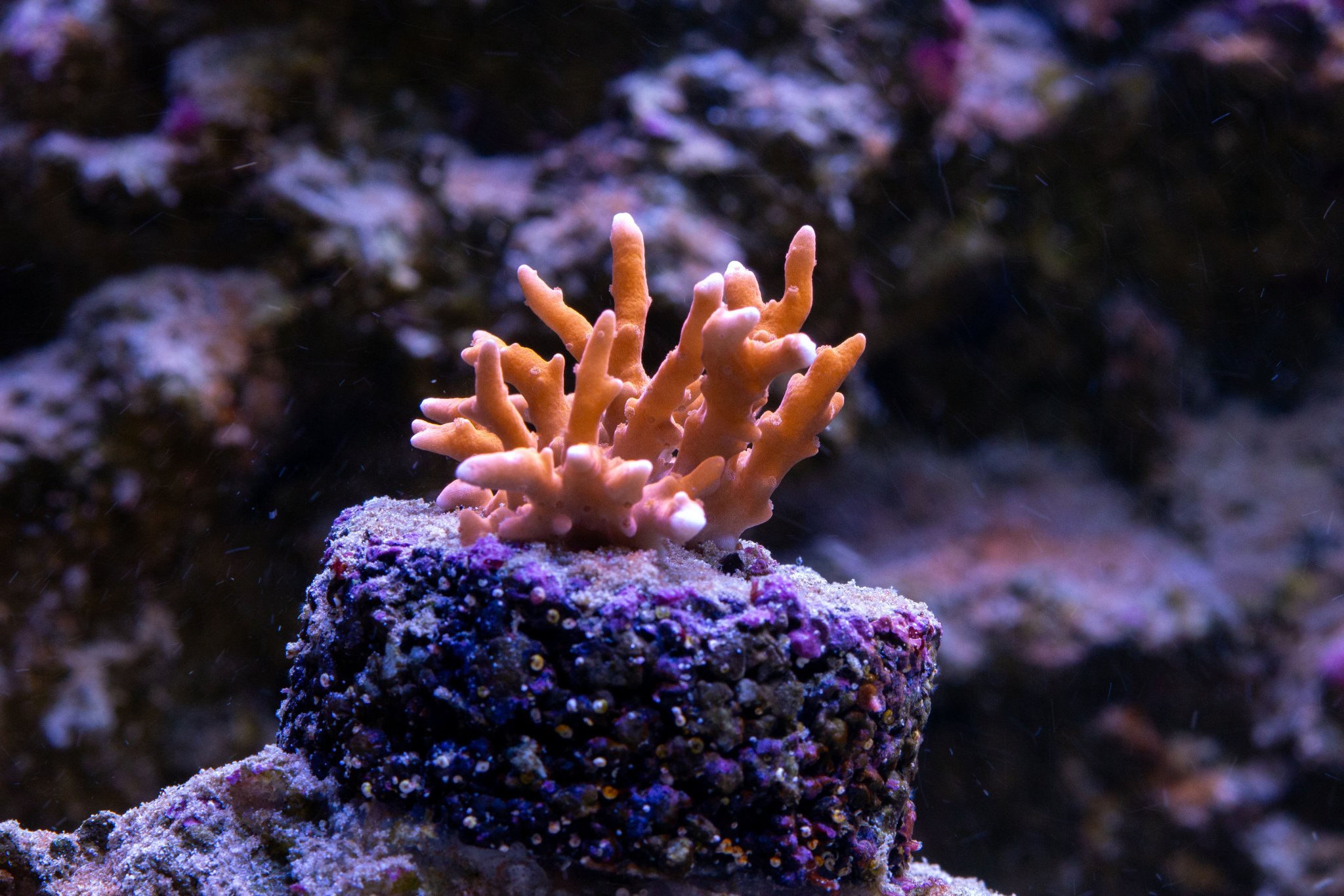 Anacropora TNT.jpg