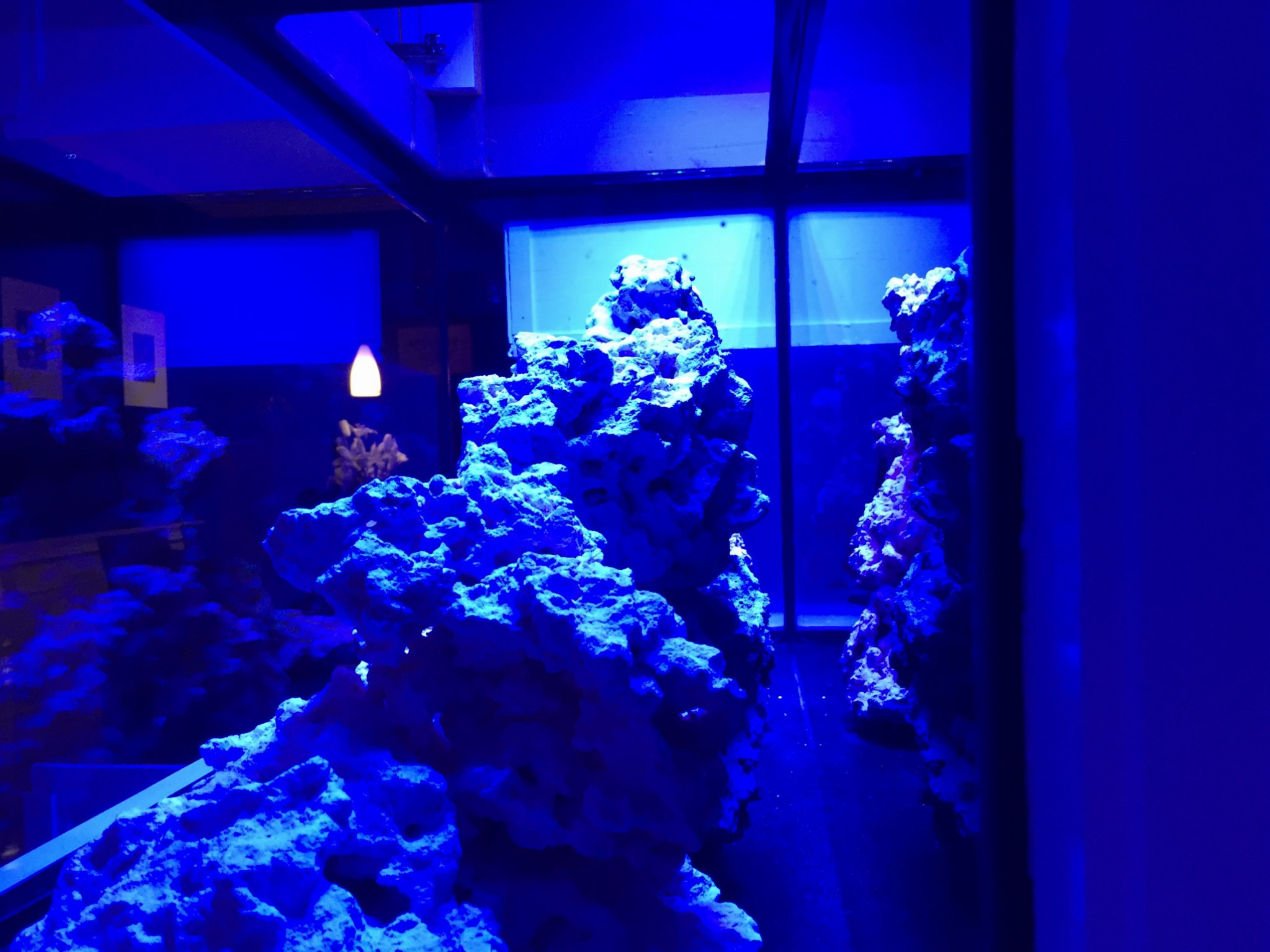 aquascape