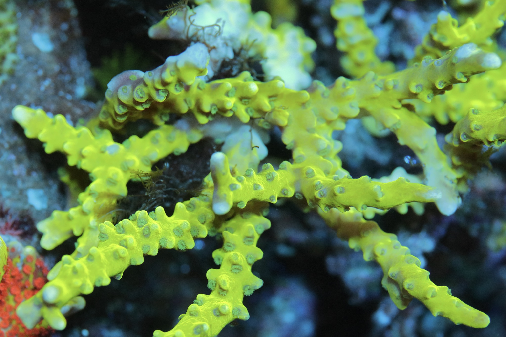 Bio-reef Anacropora