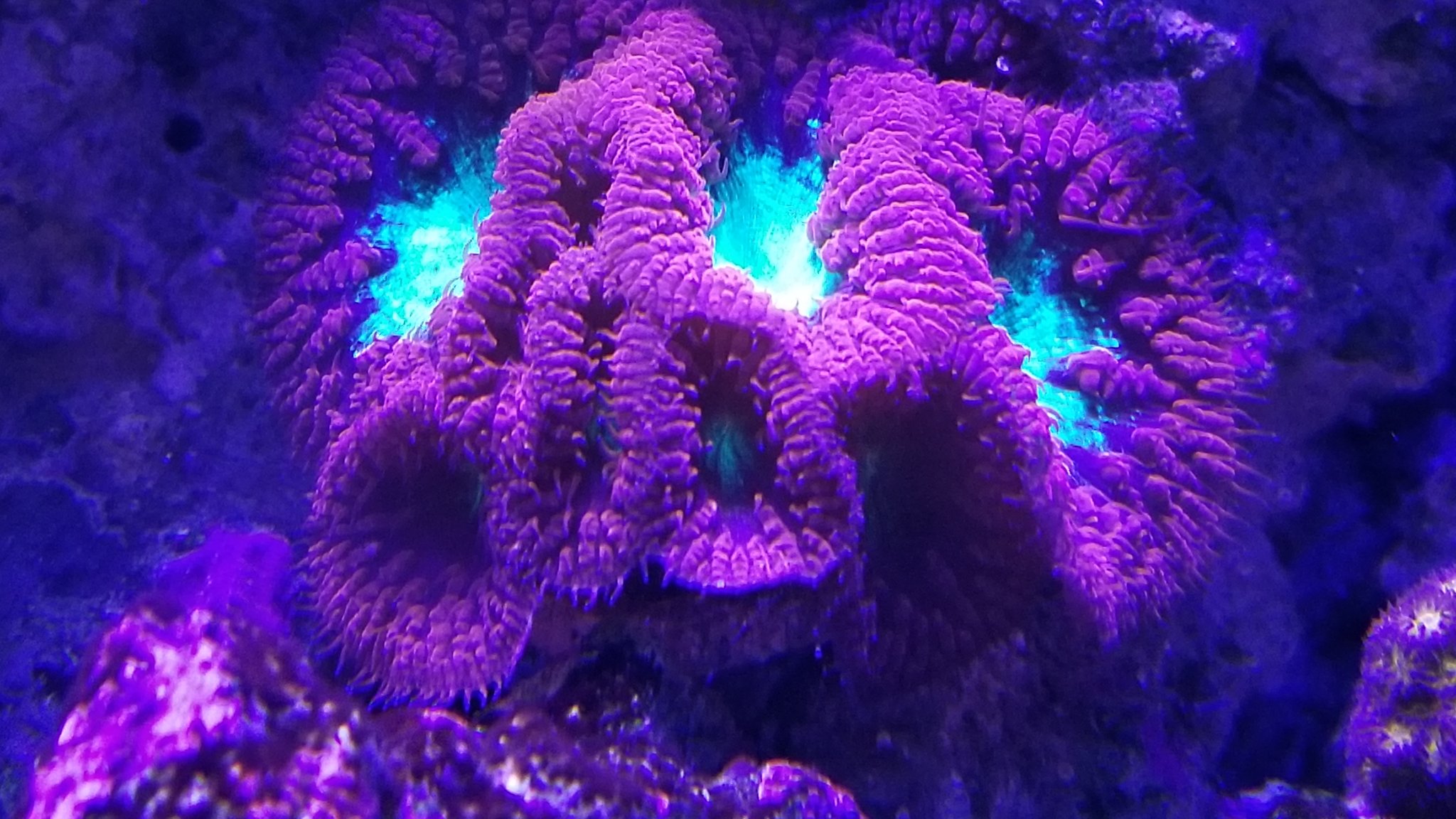Blasto very hardy coral