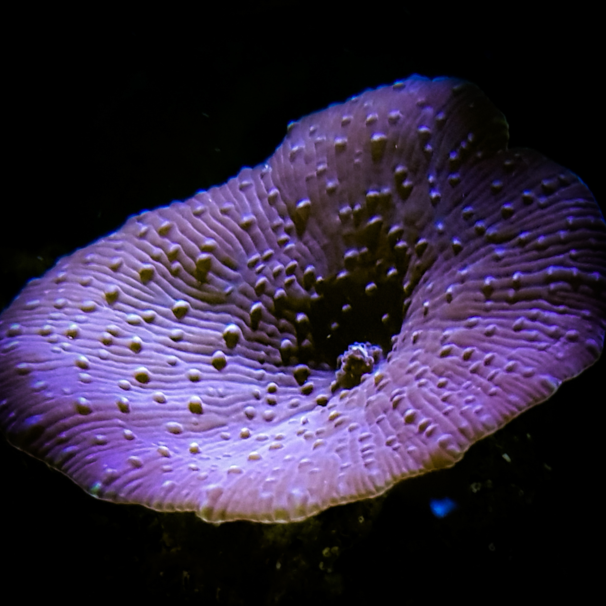 Blue Discosoma in my Reef Tank