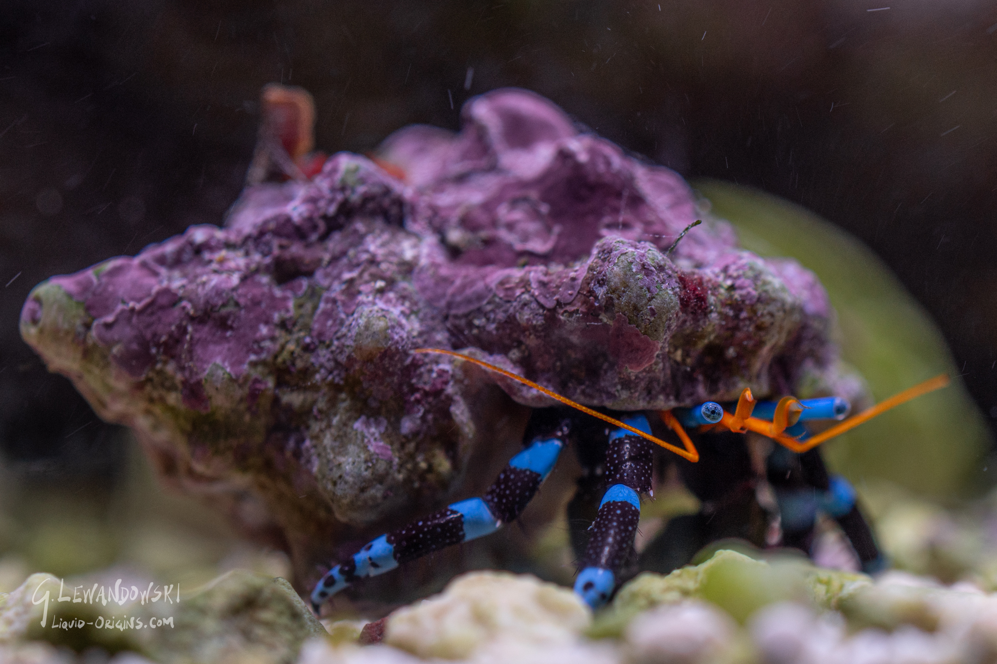 Blue Knuckle Hermit