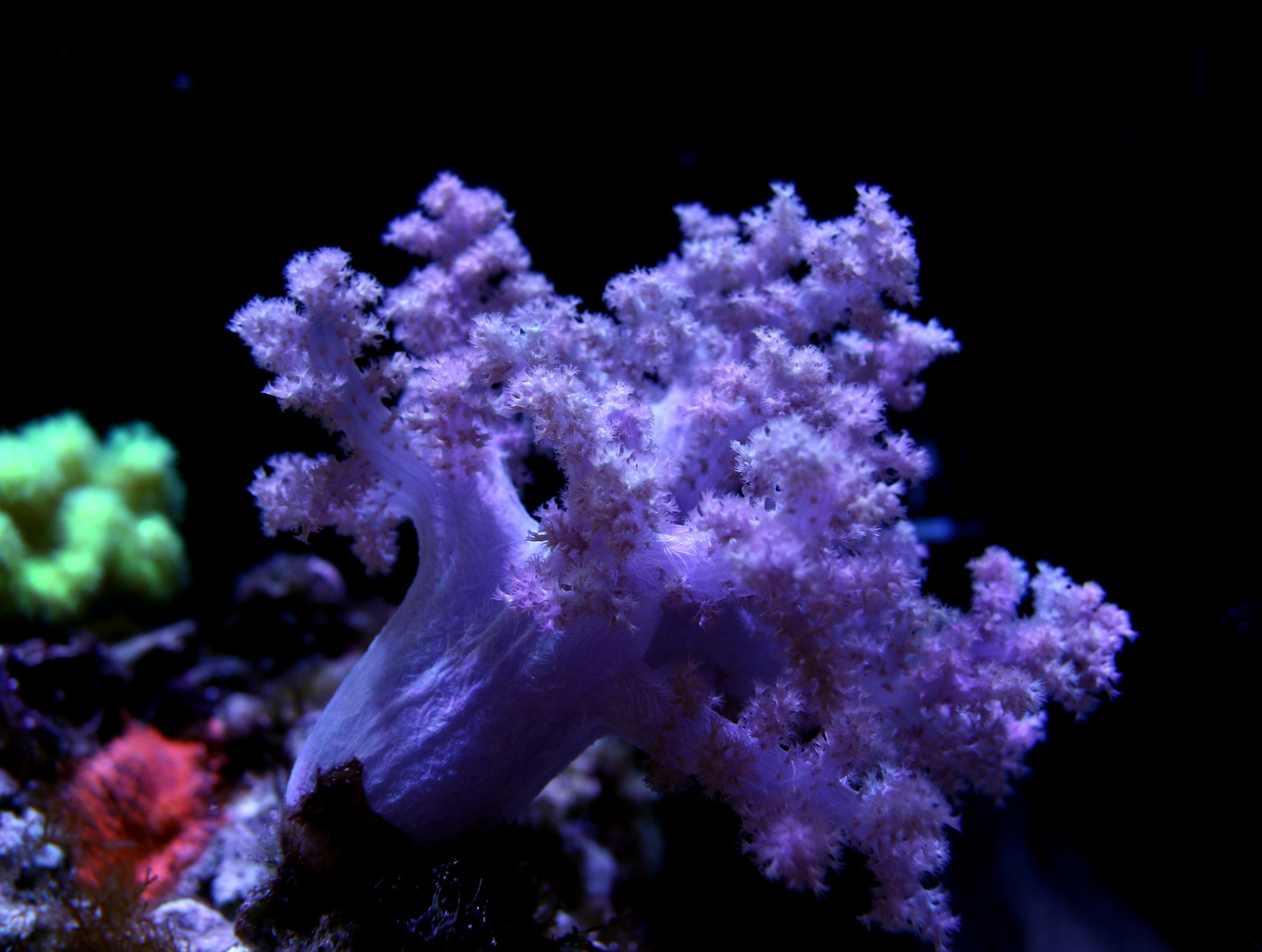 Blue with purple polyps