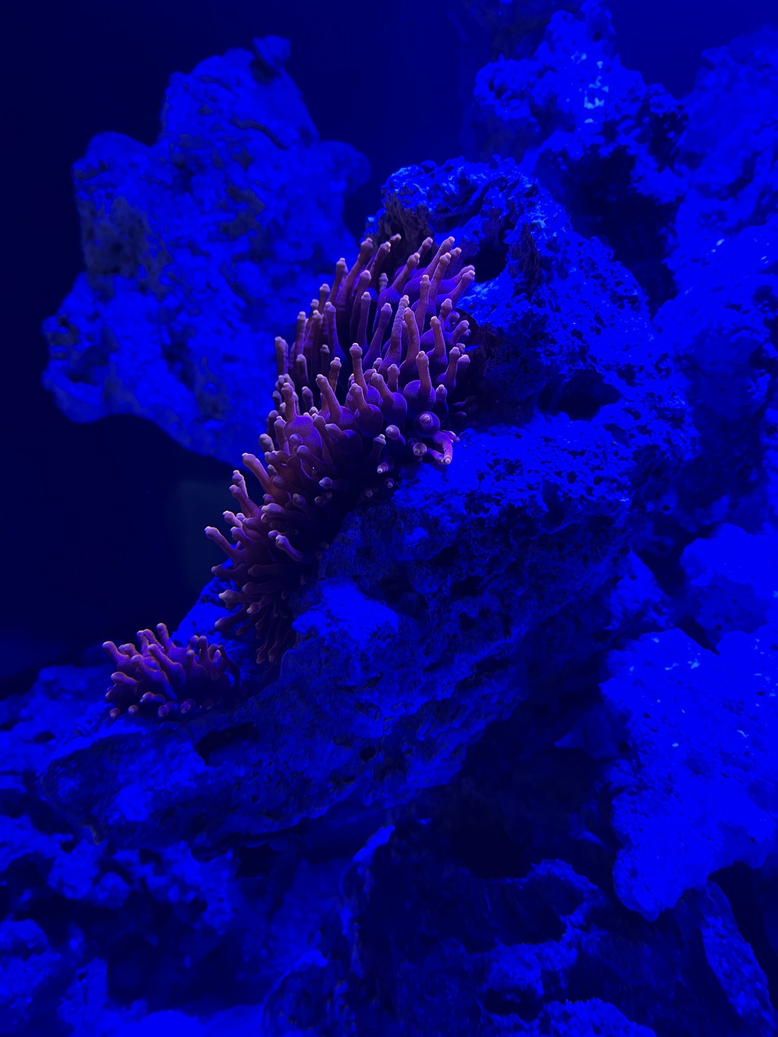 Bubble Tip Anemone