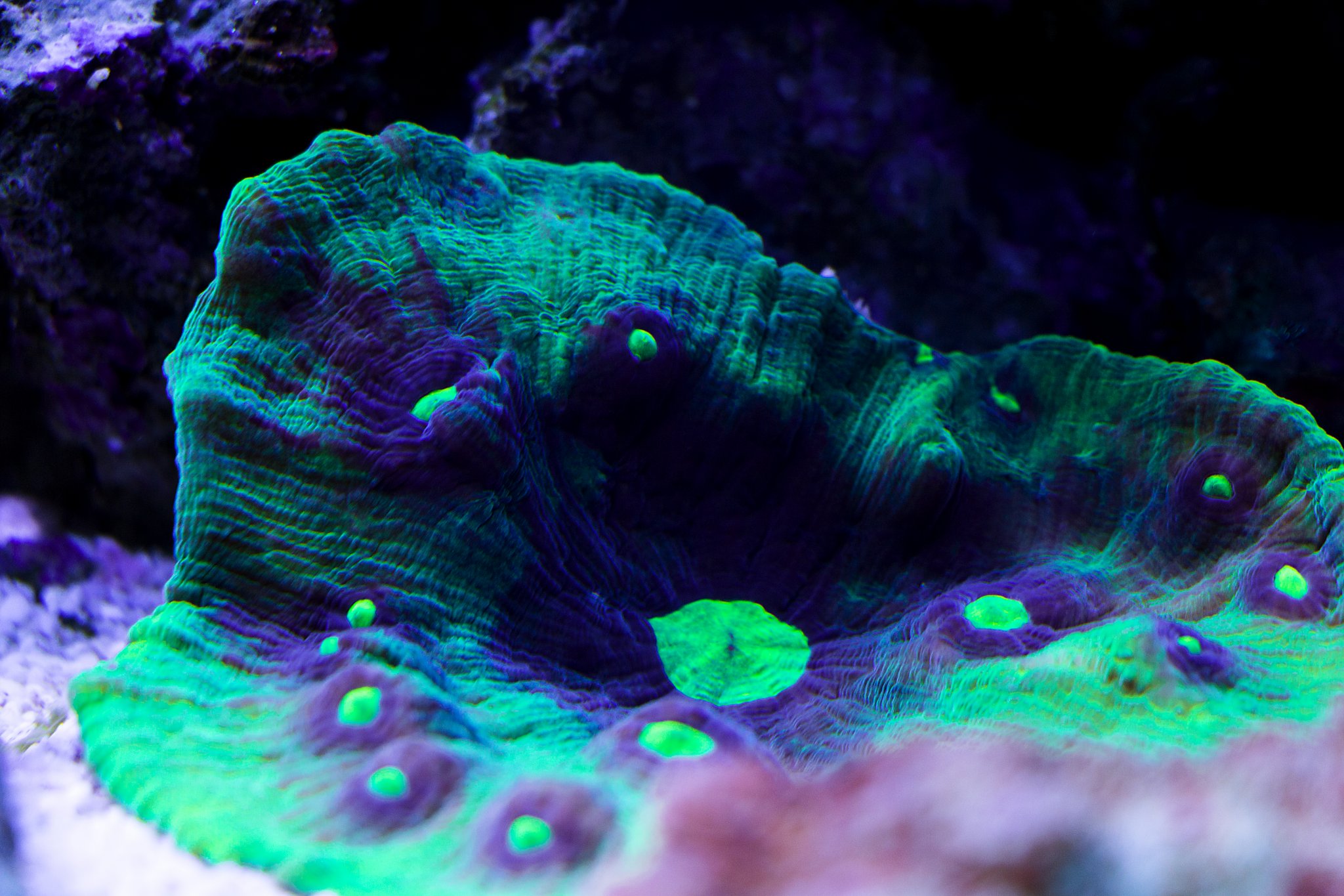 Chalice Coral 3