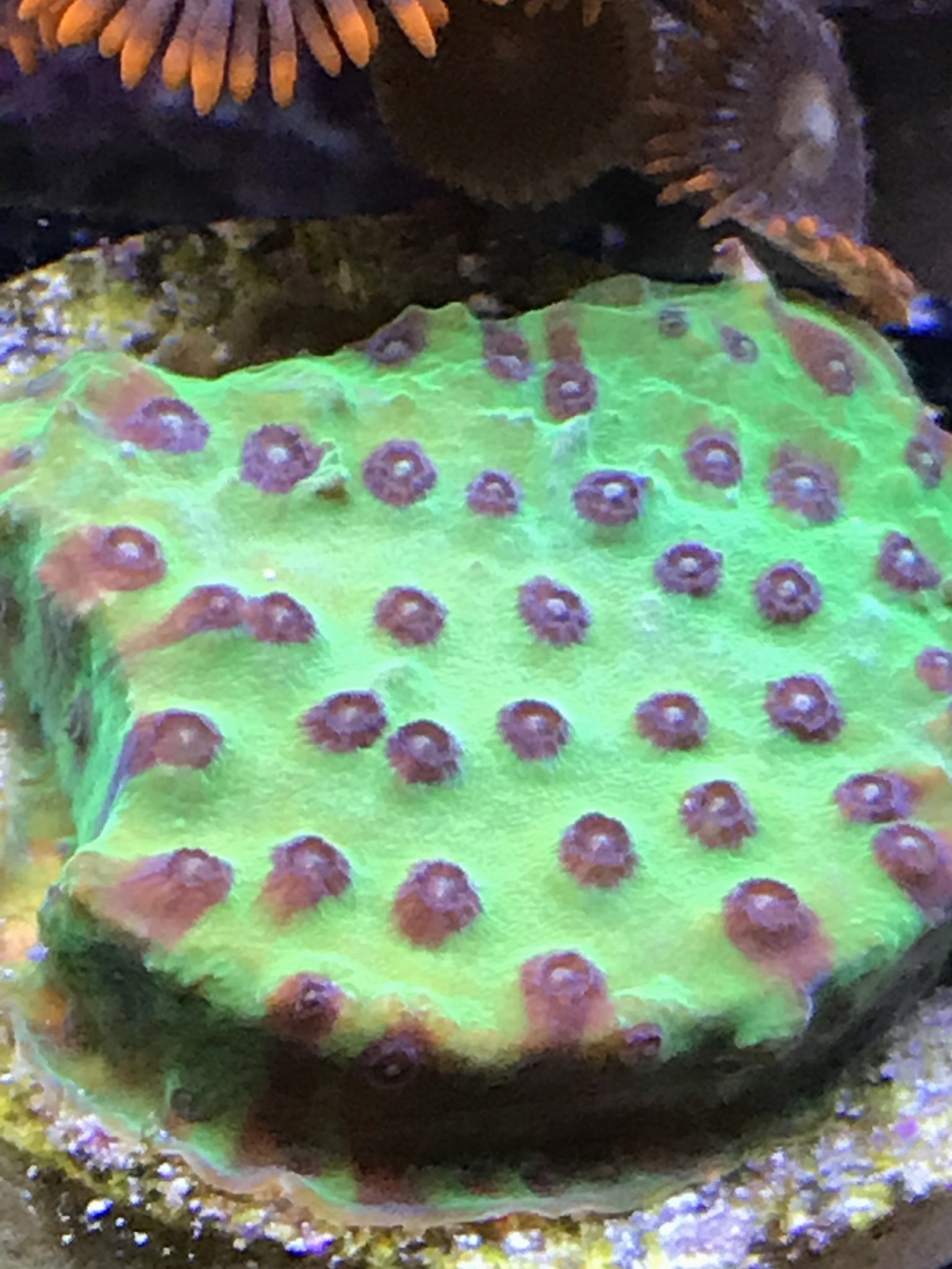 Comp Frag Cherry Corals