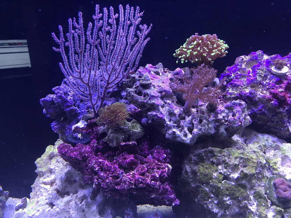 Corals