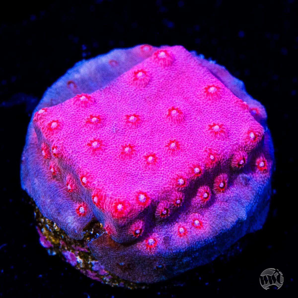 Cyphastrea Pinky .jpg