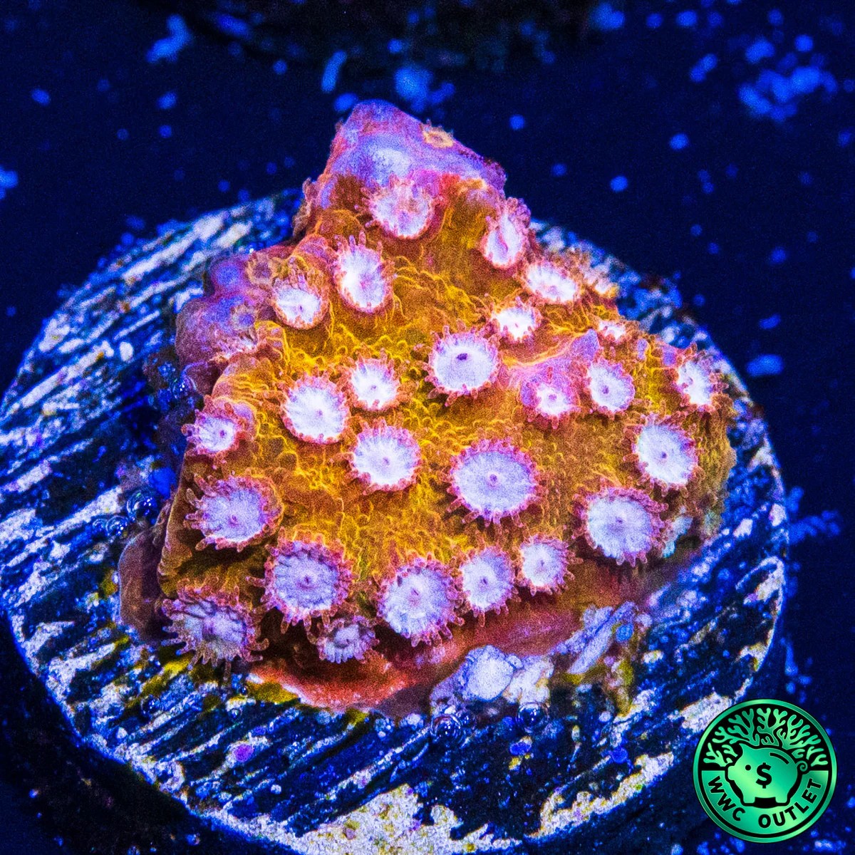 Cyphastrea WWC Butterscotch  Coral.jpg