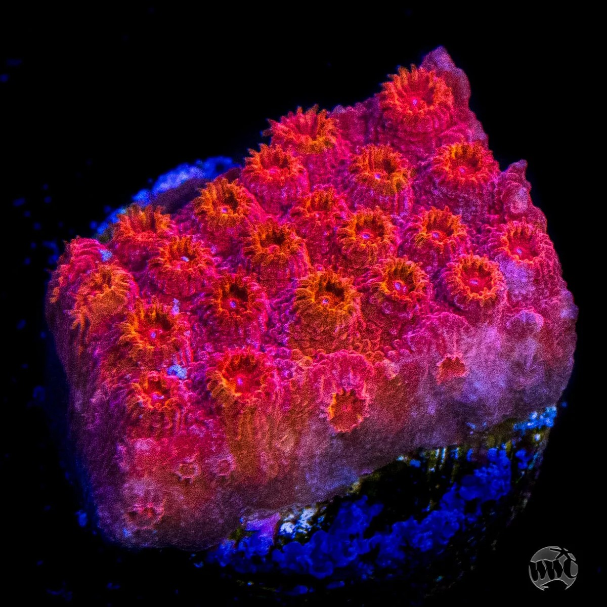 Cyphastrea WWC Firestorm .jpg