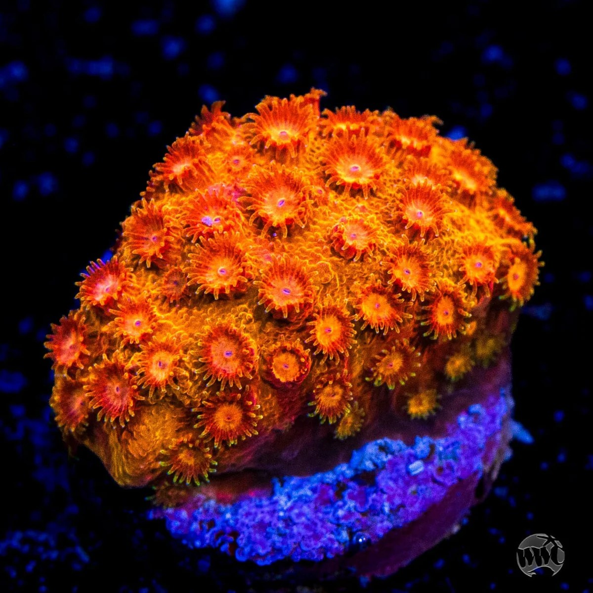 Cyphastrea WWC Hi-Cee .jpg