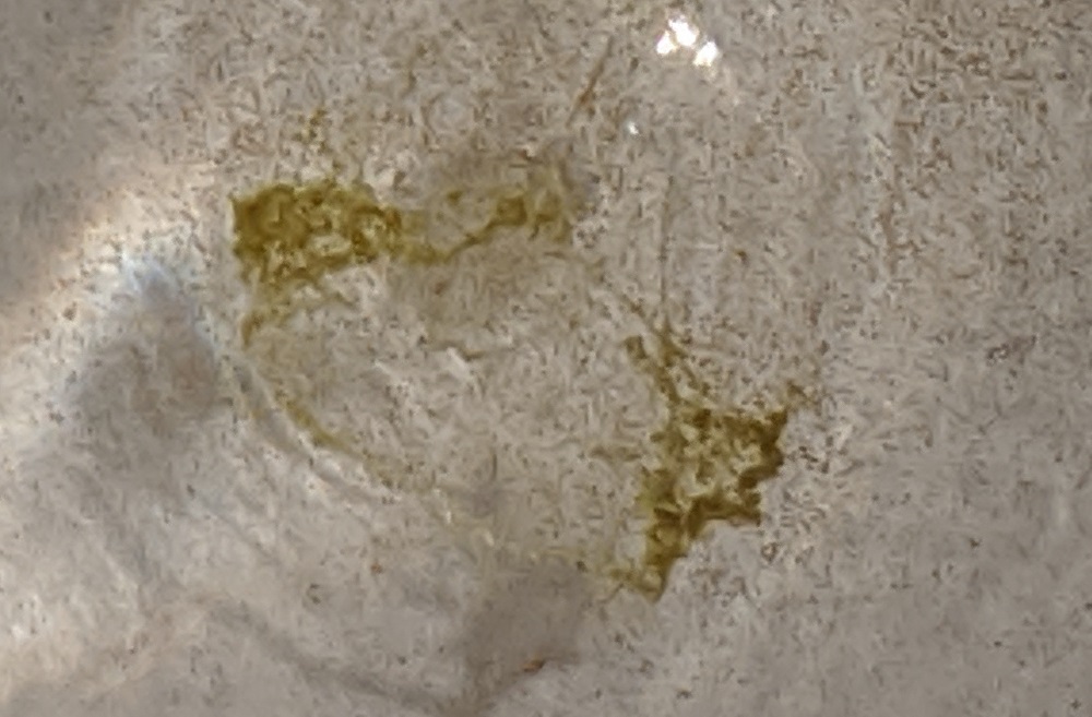 Dinos after coffee filter