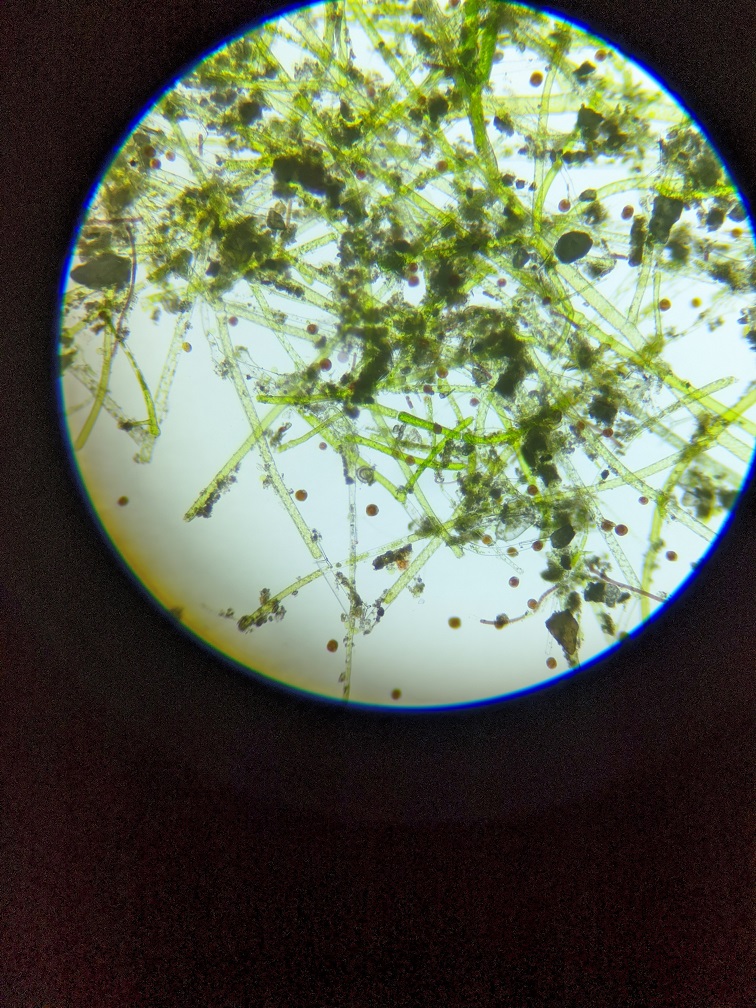 Dinos under microscope