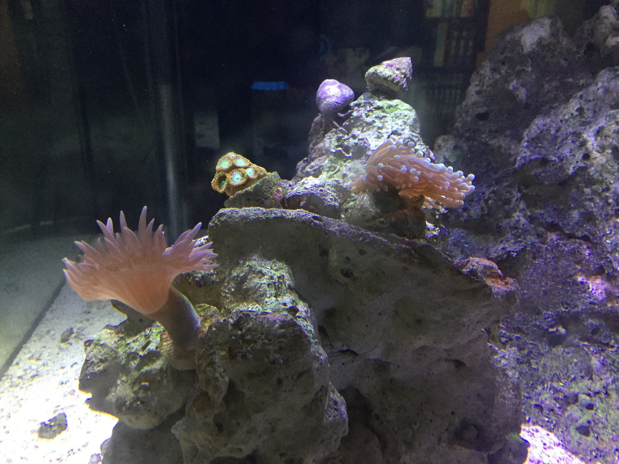 Duncan, zoas, torch corals