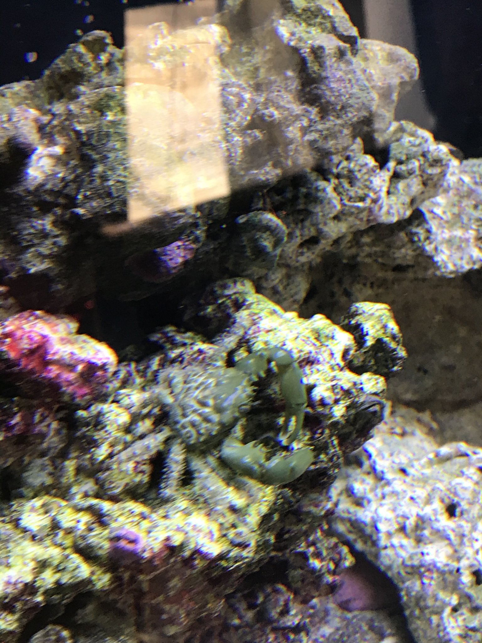 Emerald Crab | REEF2REEF Saltwater and Reef Aquarium Forum
