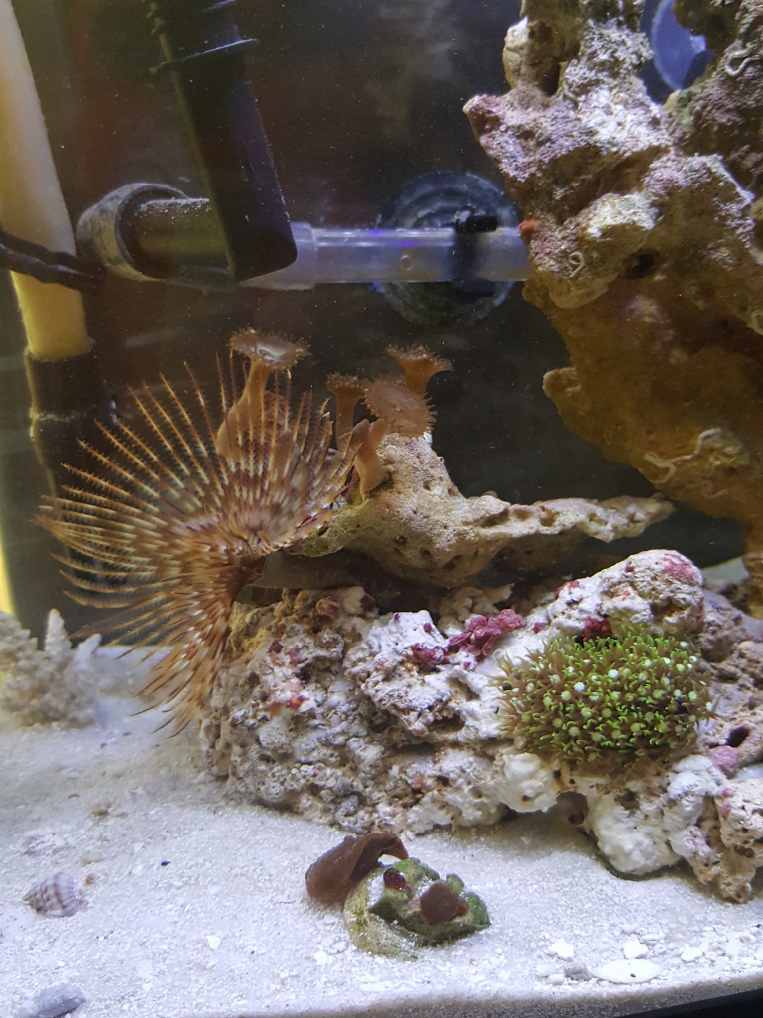 Feather duster, green star Polyp & Speckled Mushroom