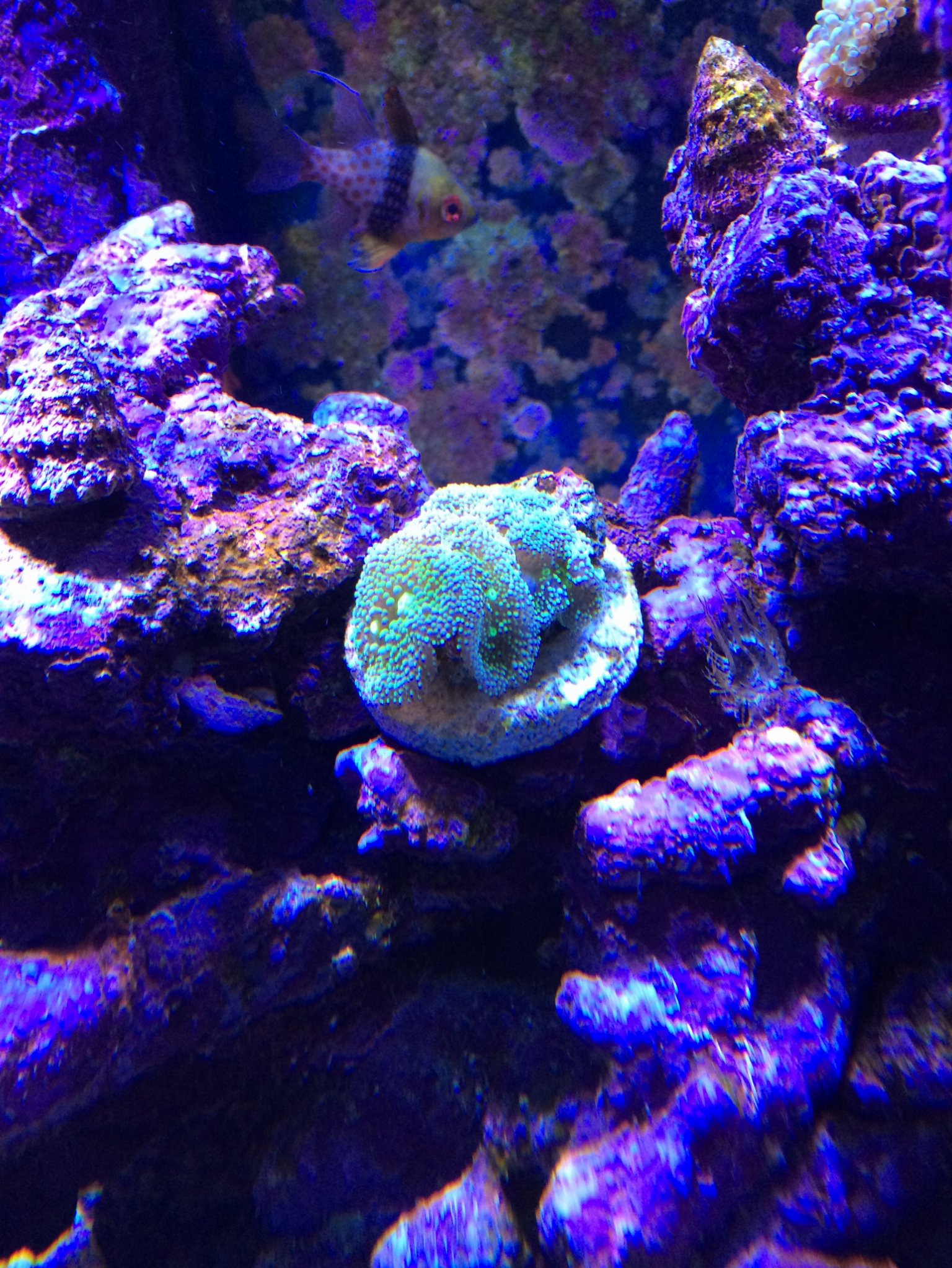 FL Ricordea