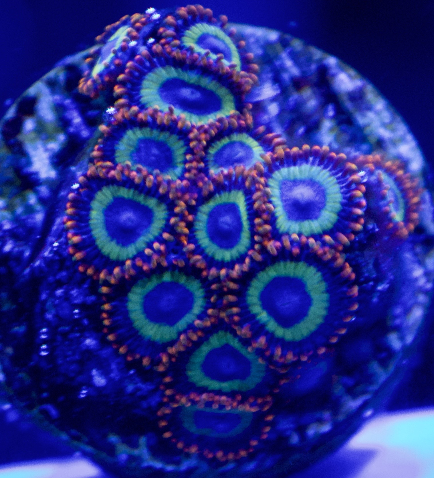 FruitLoops