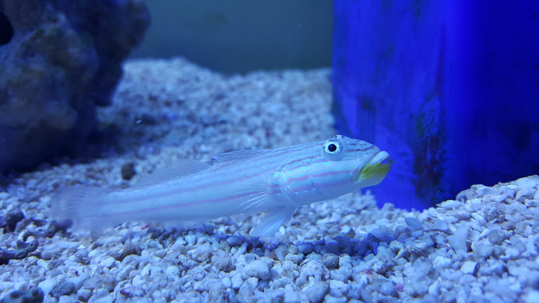 Goby 4