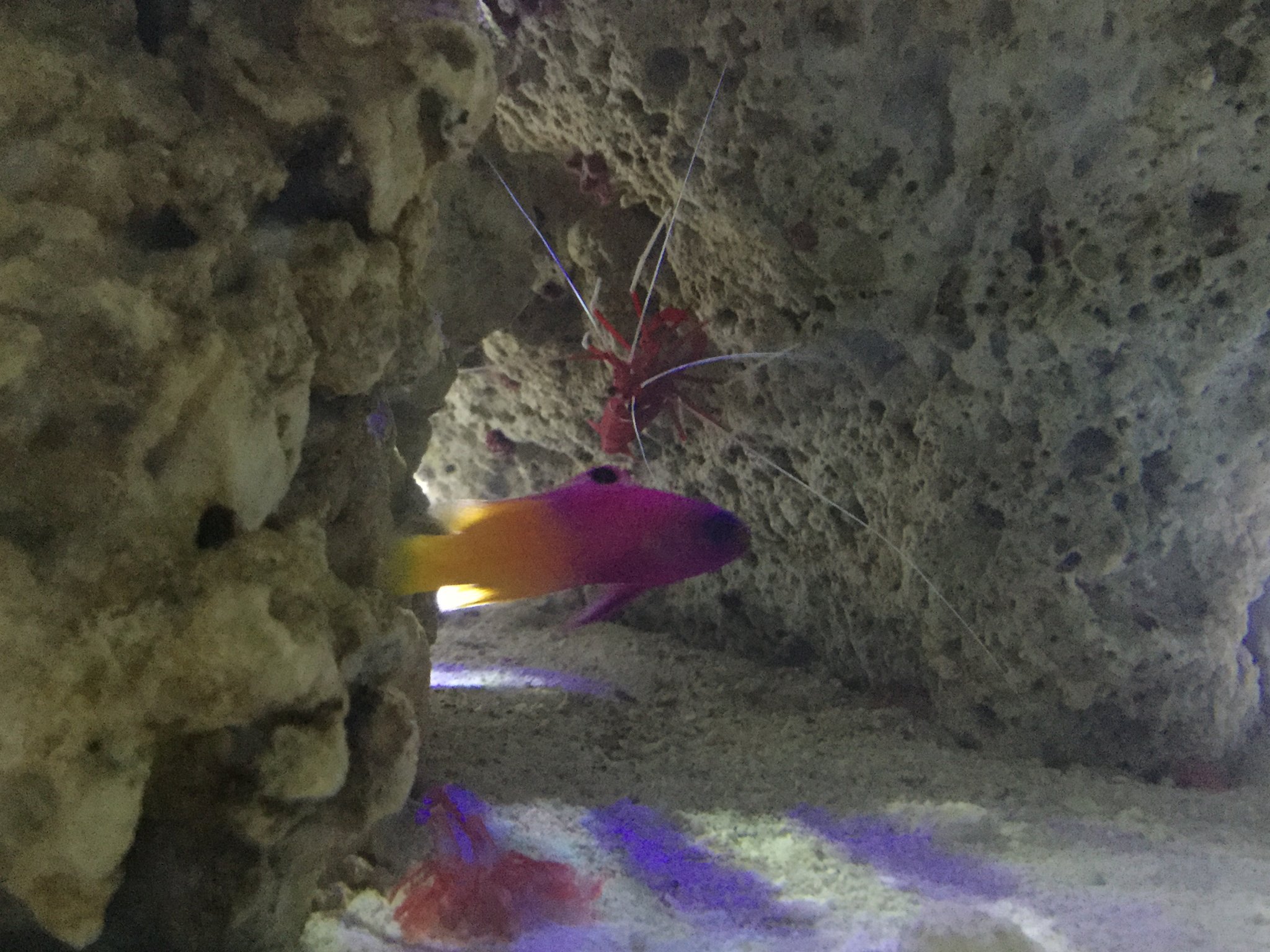 Gramma and shrimp