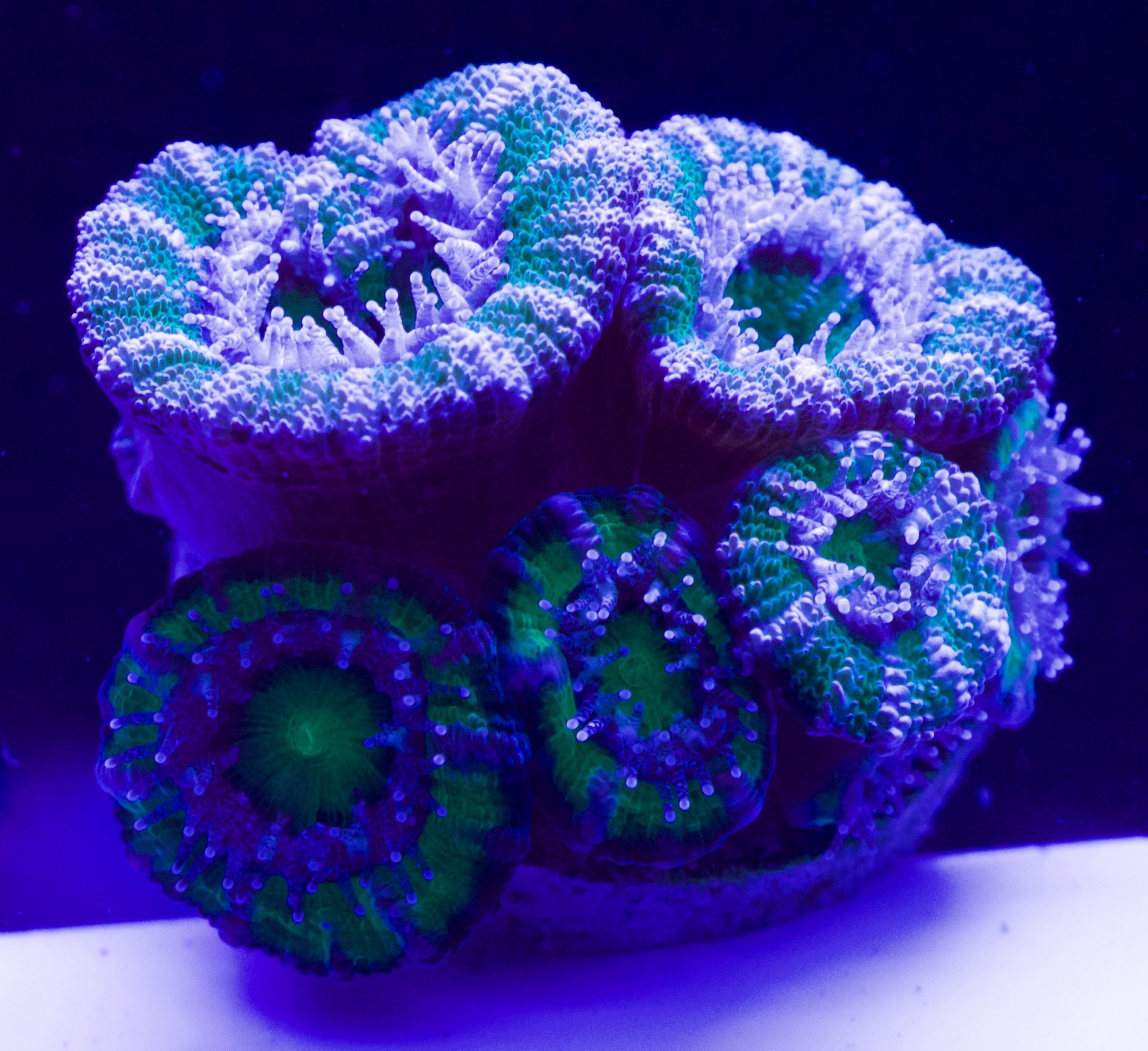 Green Acan