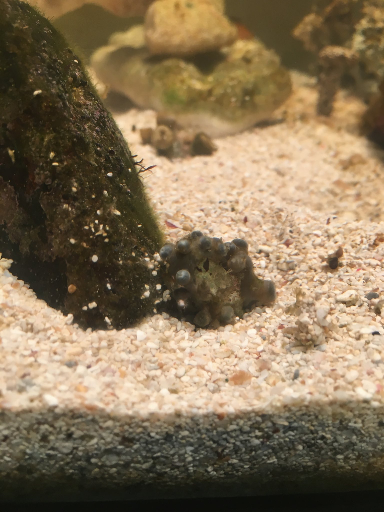 HELP! My zoanthids aren’t doing well! REEF2REEF Saltwater and Reef