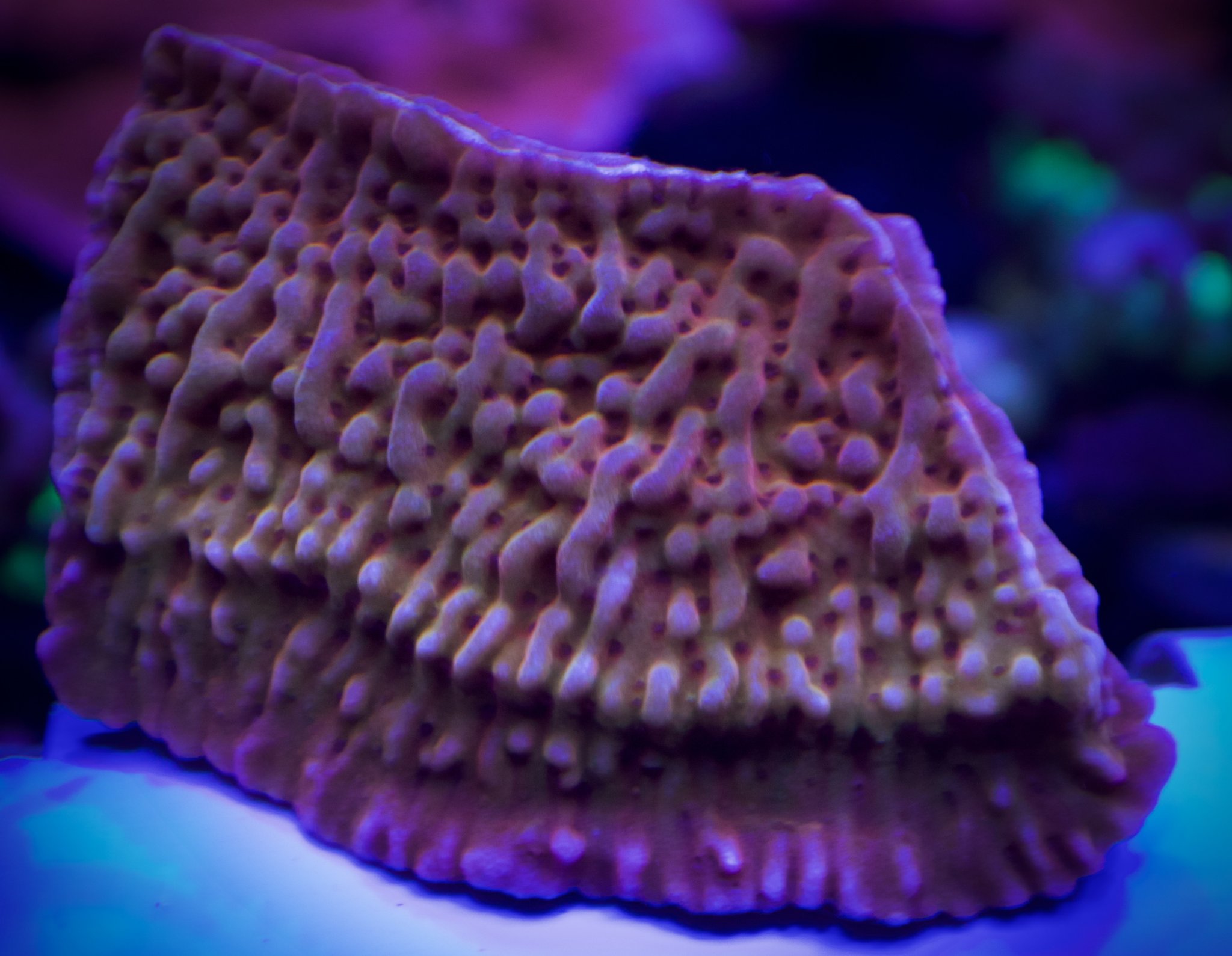 JF Monti | REEF2REEF Saltwater and Reef Aquarium Forum