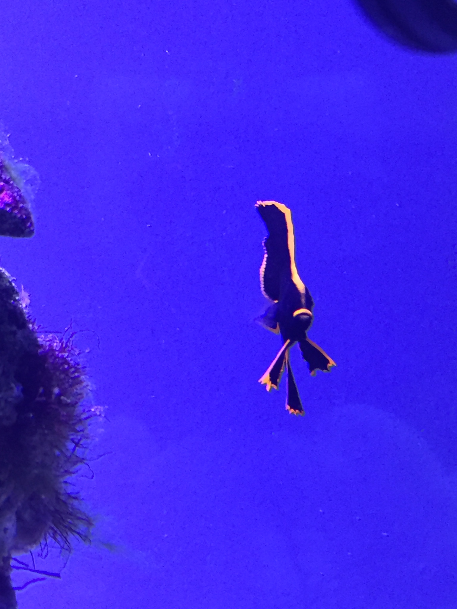 juvenile bat fish