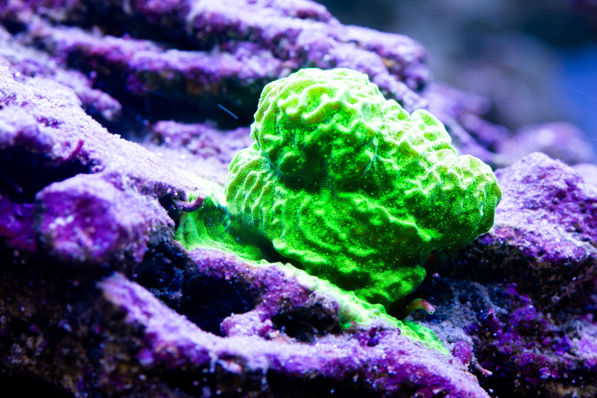 Leptoseris Green.jpg