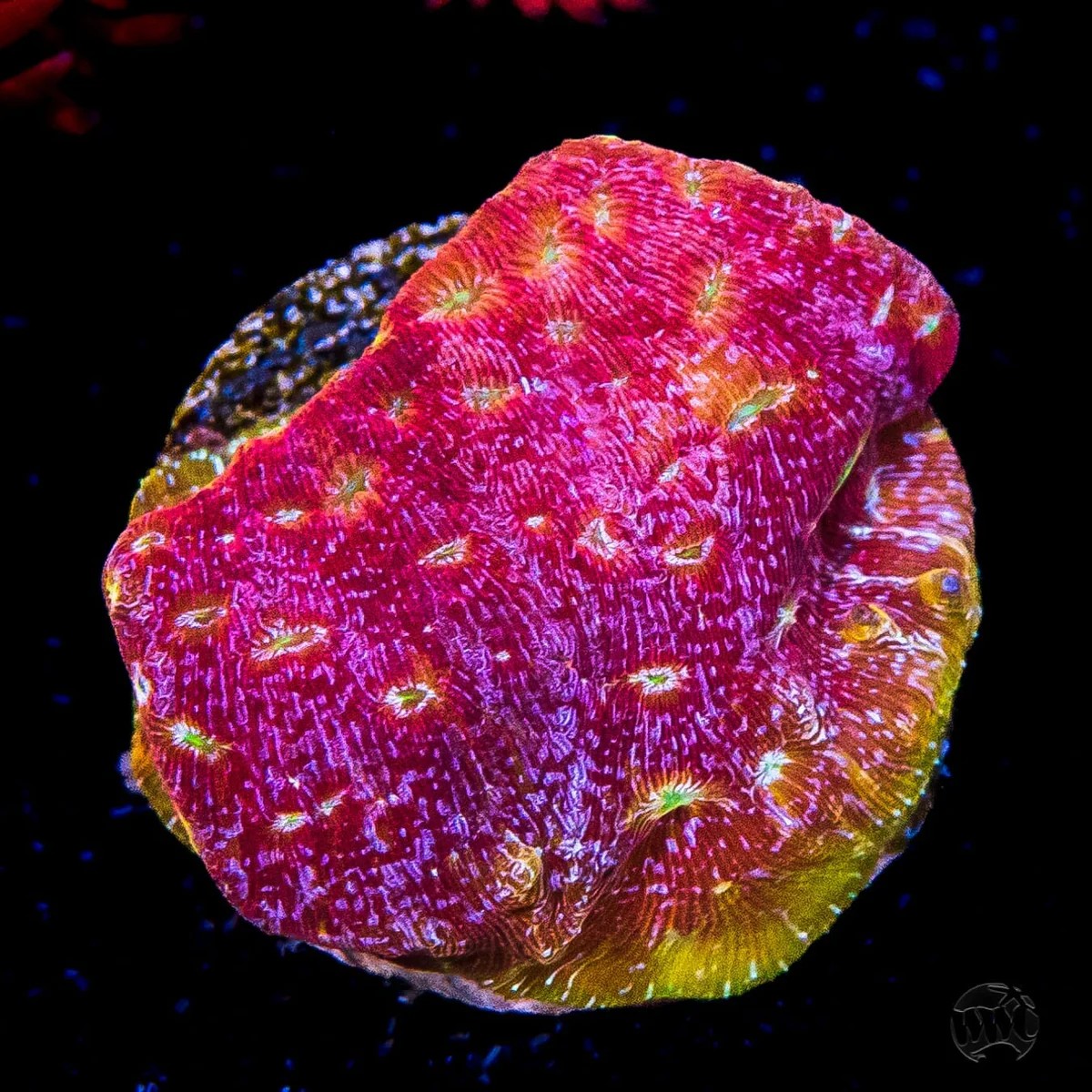 Leptoseris Jason Fox Klepto .jpg