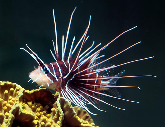 lionfish.jpg