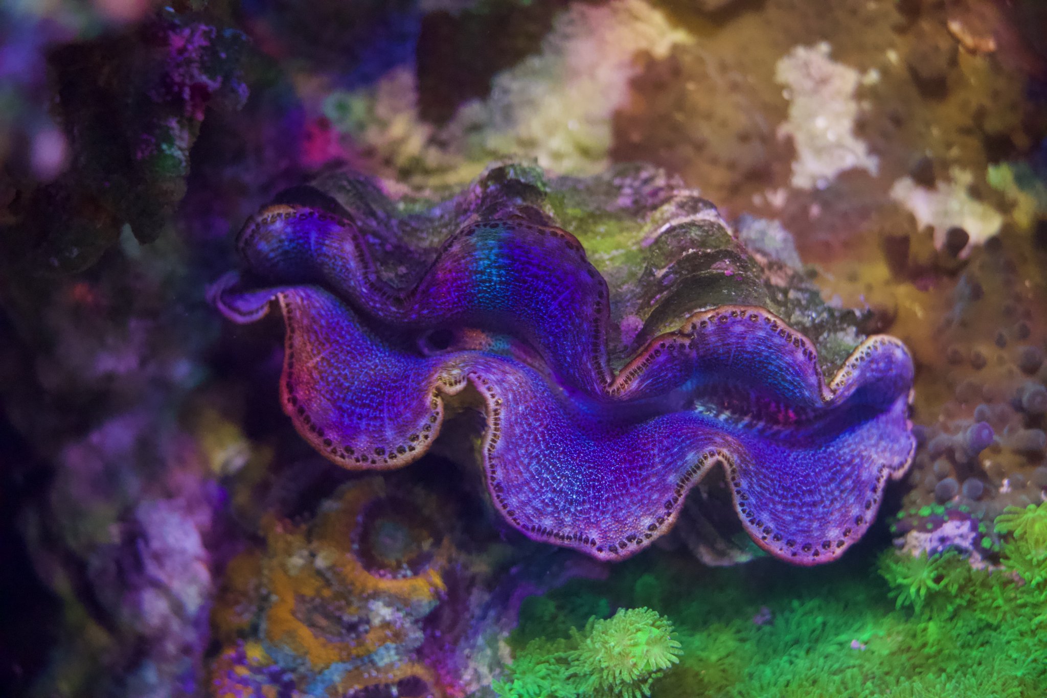 Maxima Clam