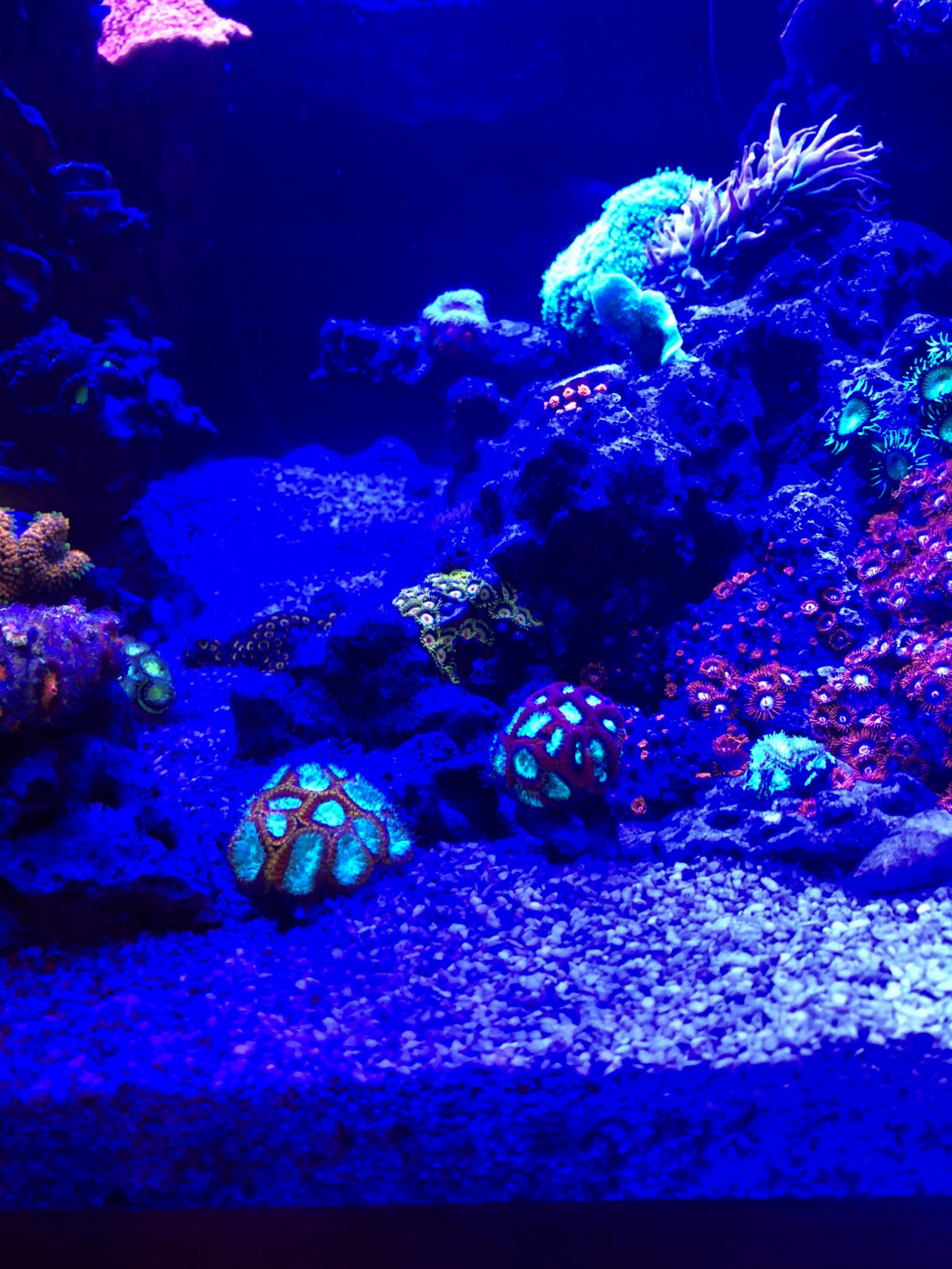 Misc. Corals 3
