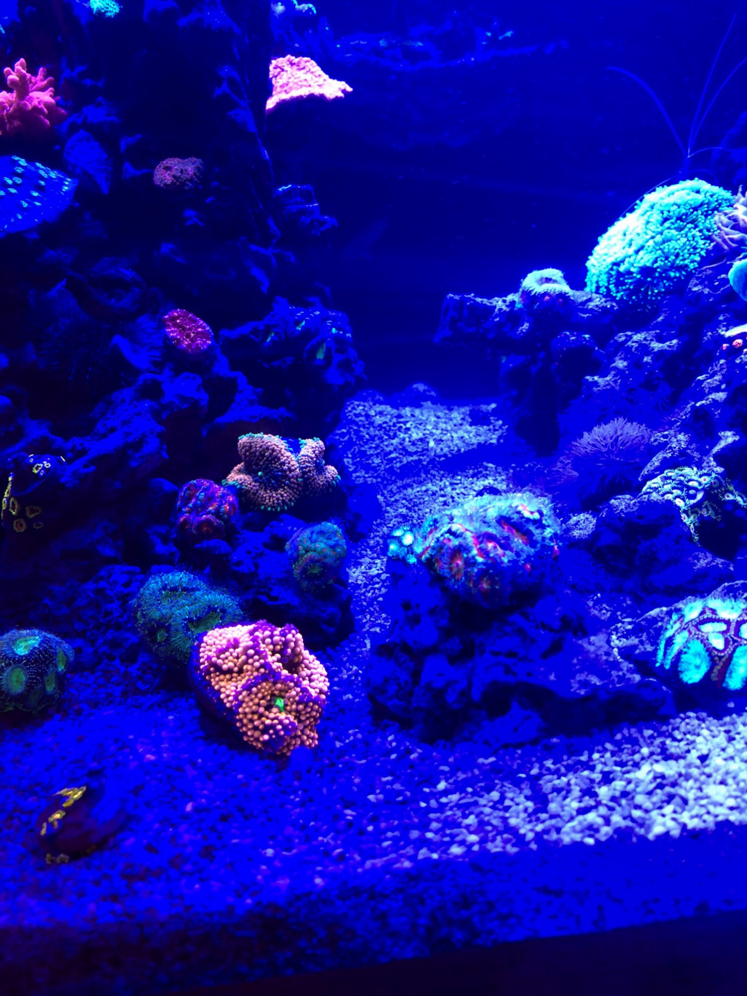 Misc. Corals 5